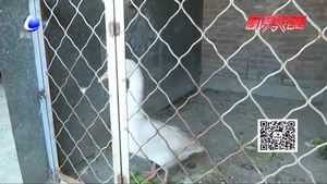 安次區(qū)碼頭鎮(zhèn)一村民救起“天鵝”？專家鑒定：天降大鵝