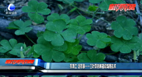 農(nóng)博士 話農(nóng)事——三葉草的種植和飼用技術(shù)