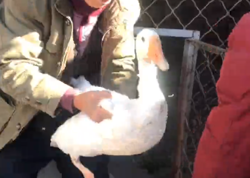 碼頭鎮(zhèn)一村民救起天鵝？專家鑒定：天降大鵝