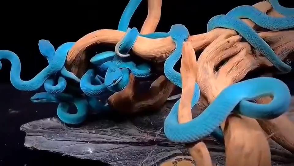 臺灣藍(lán)竹葉青蛇