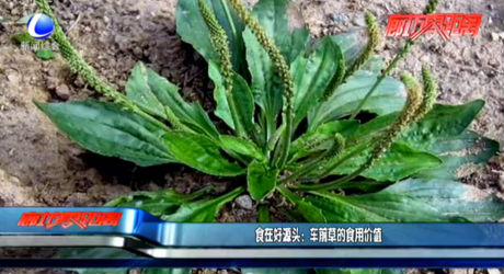 食在好源頭：車前草的食用價值