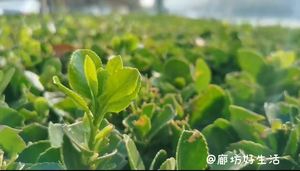 廊坊好生活，讓你的生活有滋有味