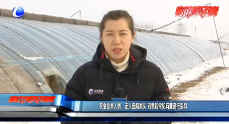 農(nóng)業(yè)技術(shù)人員：走入田間地頭 對雪后常見問題進行指導(dǎo)