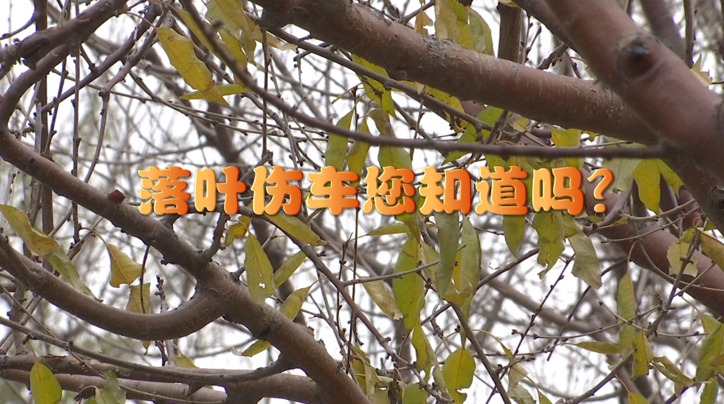 落葉傷車您知道嗎？