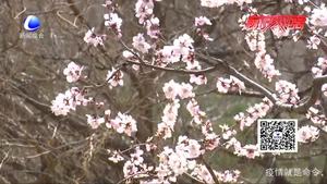 春暖花開 觀花賞景感悟美好生活