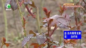 創(chuàng)城 我們一起——市園林市花管理中心迅速行動(dòng) 助力創(chuàng)城