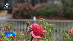 市區(qū)道路花開正當(dāng)時(shí) 市民齊贊如畫