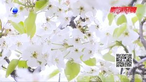 疫情難掩春風(fēng)來 春到梨花賞梨花