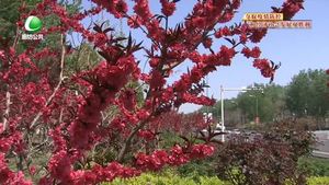 市區(qū)道路花開正當時 市民齊贊美如畫