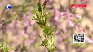 農(nóng)博士 話農(nóng)事——槐樹花期管理技術(shù)