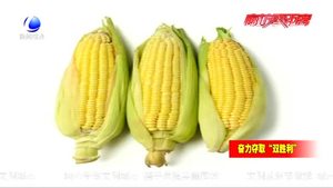 市種子管理站 為農(nóng)民科普玉米播種知識(shí)