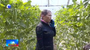 安次區(qū)宋王務(wù)村：“線上銷(xiāo)售+入園采摘黨建大棚甜瓜喜豐收”