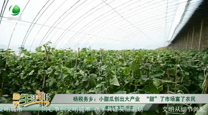 楊稅務(wù)鄉(xiāng)：小甜瓜創(chuàng)出大產(chǎn)業(yè)“甜”了市場富了農(nóng)民