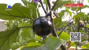 科技成果示范基地：日光溫室甜椒、番茄、茄子優(yōu)良品種示范