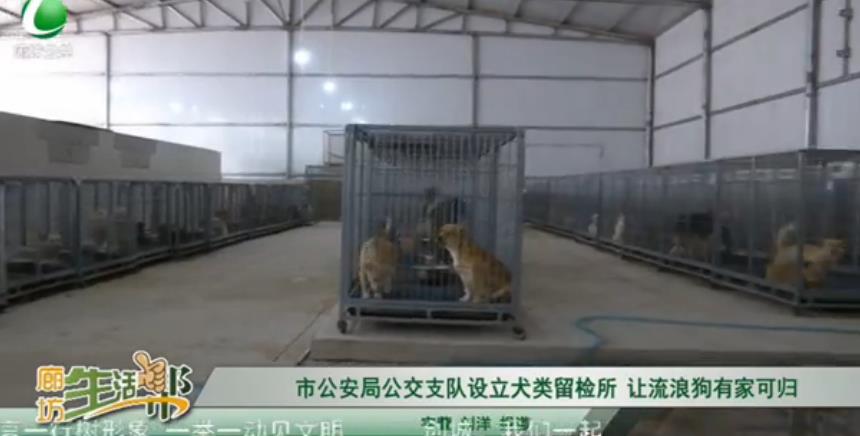 市公安局公交支隊設立犬類留檢所 讓流浪狗有家可歸