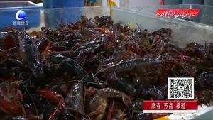 美味龍蝦季也有煩惱 吃小龍蝦過敏了怎么辦？