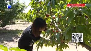 永清縣汪家營(yíng)村：櫻桃采摘效益高