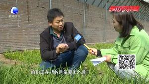 科技成果示范基地：日光溫室韭菜、黃瓜、草莓優(yōu)良品種示范