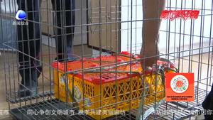 “亮劍2020”再添戰(zhàn)果 永清公安打掉一非法銷售珍貴 瀕臨野生動(dòng)物犯罪團(tuán)伙