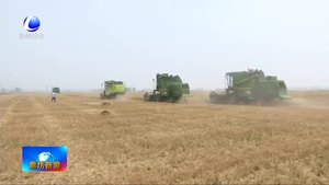 我市80萬畝小麥開鐮收割