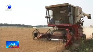 永清縣5.8萬(wàn)畝小麥開鐮收割