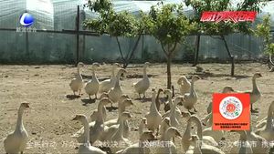 道德模范紀(jì)永齊：實(shí)現(xiàn)殘疾人脫貧夢(mèng)的“鵝王”