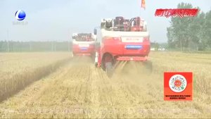 小麥“開鐮” 全程機械化作業(yè)助力夏收夏種
