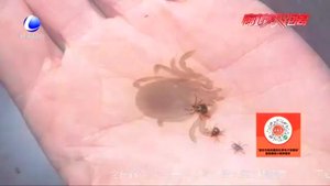 夏季謹防螨蟲叮咬