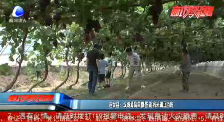 固安縣：玫瑰葡萄果飄香 相約采摘正當(dāng)時