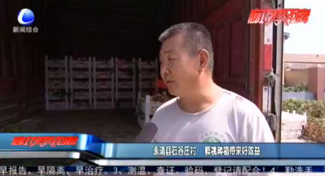 永清縣史各莊村：鮮桃種植帶來好效益