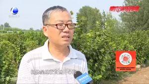 農博士話農事：大果榛子夏季整形修剪技術