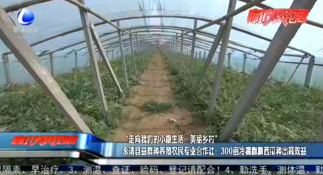 “走向我們的小康生活·美麗鄉(xiāng)村”永清縣益群種養(yǎng)殖農(nóng)民專業(yè)合作社：300畝冷棚西瓜種出高效益