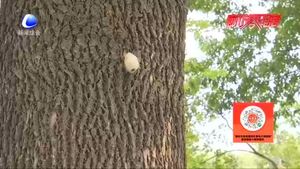零距離·熱線：樹上生蟲繭？相關(guān)部門回應：可生物防治美國白蛾 無害！