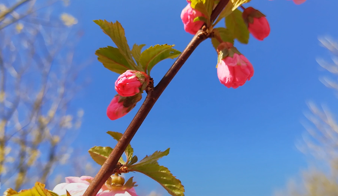 美麗廊坊我的家，文明創(chuàng)建靠大家 