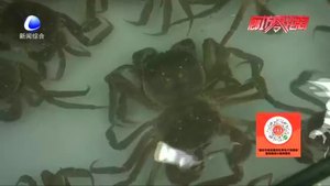 秋風起 蟹腳癢 河蟹少量上市