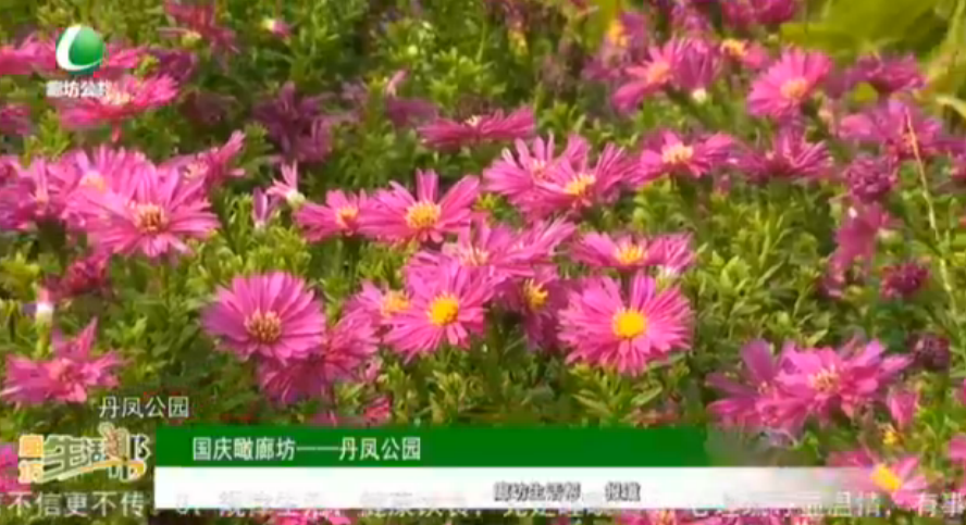 國慶瞰廊坊——丹鳳公園