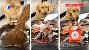 零距離·關(guān)注：讓寵物當“大胃王”引熱議