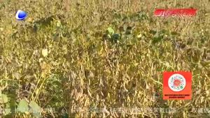 市農(nóng)科院西瓜田套種大豆栽培技術取得成效 農(nóng)民喜獲豐收