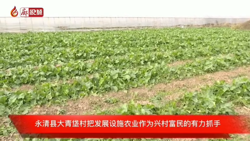 廊視頻 | 永清縣大青垡村：設施農(nóng)業(yè)為村民帶來好日子