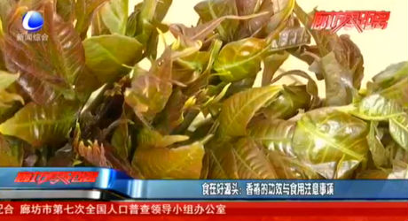 食在好源頭：香椿的功效與食用注意事項(xiàng)