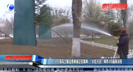 50萬(wàn)株荷蘭郁金香種球正在栽種 “彩虹花田”明年4月盛裝迎客