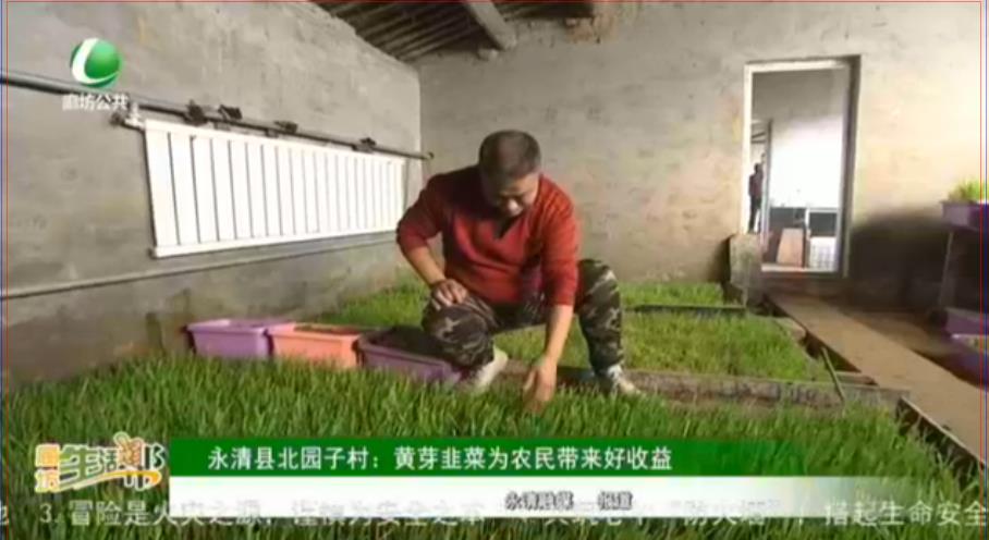 永清縣北園子村：黃芽韭菜為農民帶來好收益
