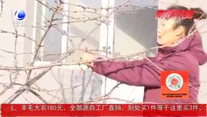 農(nóng)博士 話農(nóng)事：大櫻桃冬季修剪