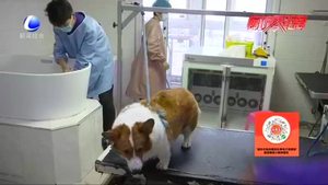 【記者調(diào)查】寵物醫(yī)保 你怎么看？