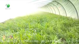 香河縣“小韭菜”成為增收“好產業(yè)”