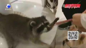 【法在身邊】在咖啡店被小動物咬傷誰擔(dān)責(zé)？