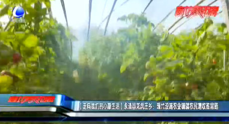 【走向我們的小康生活】永清縣龍虎莊鄉(xiāng)：現(xiàn)代設施農(nóng)業(yè)鋪就農(nóng)民增收致富路