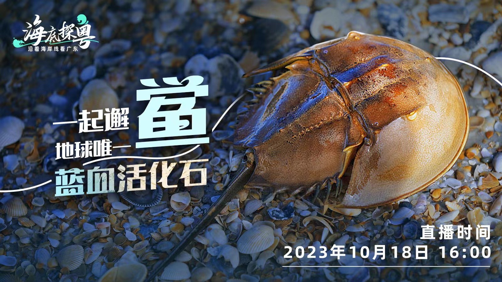 直播 | 一起邂“鱟”地球唯一“藍血活化石”！