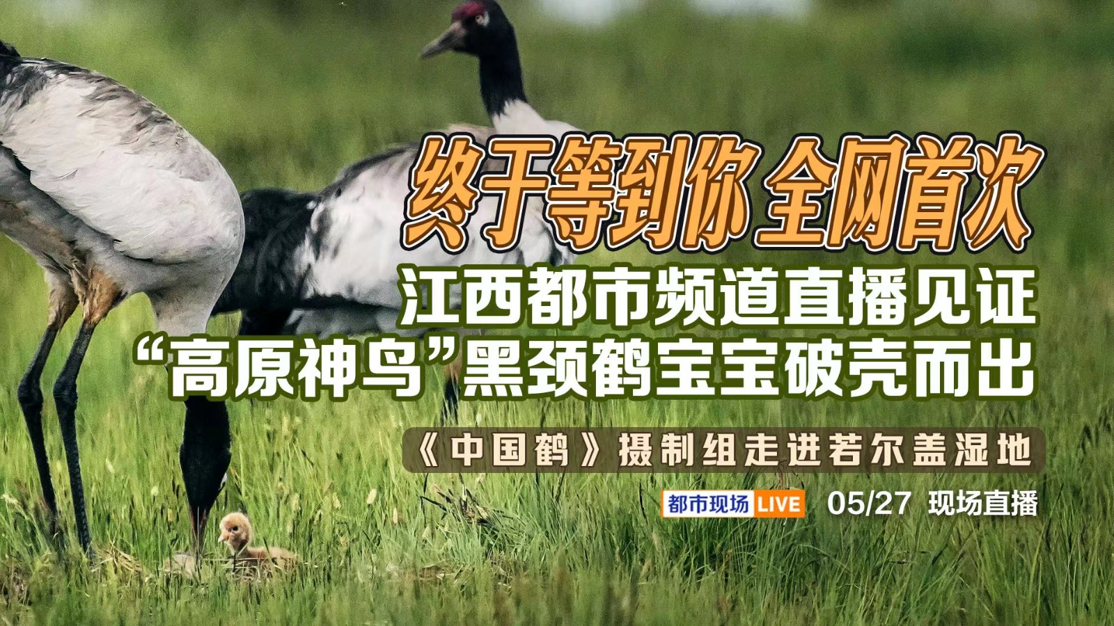 終于等到你 全網(wǎng)首次！江西都市頻道直播見證“高原神鳥”黑頸鶴寶寶破殼而出——《中國鶴》攝制組走進若爾蓋濕地