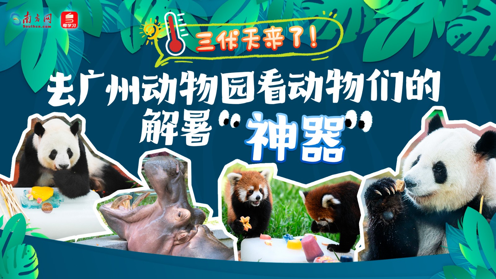 三伏天來了！去廣州動(dòng)物園看動(dòng)物們的解暑“神器”